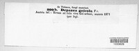 Depazea geicola image